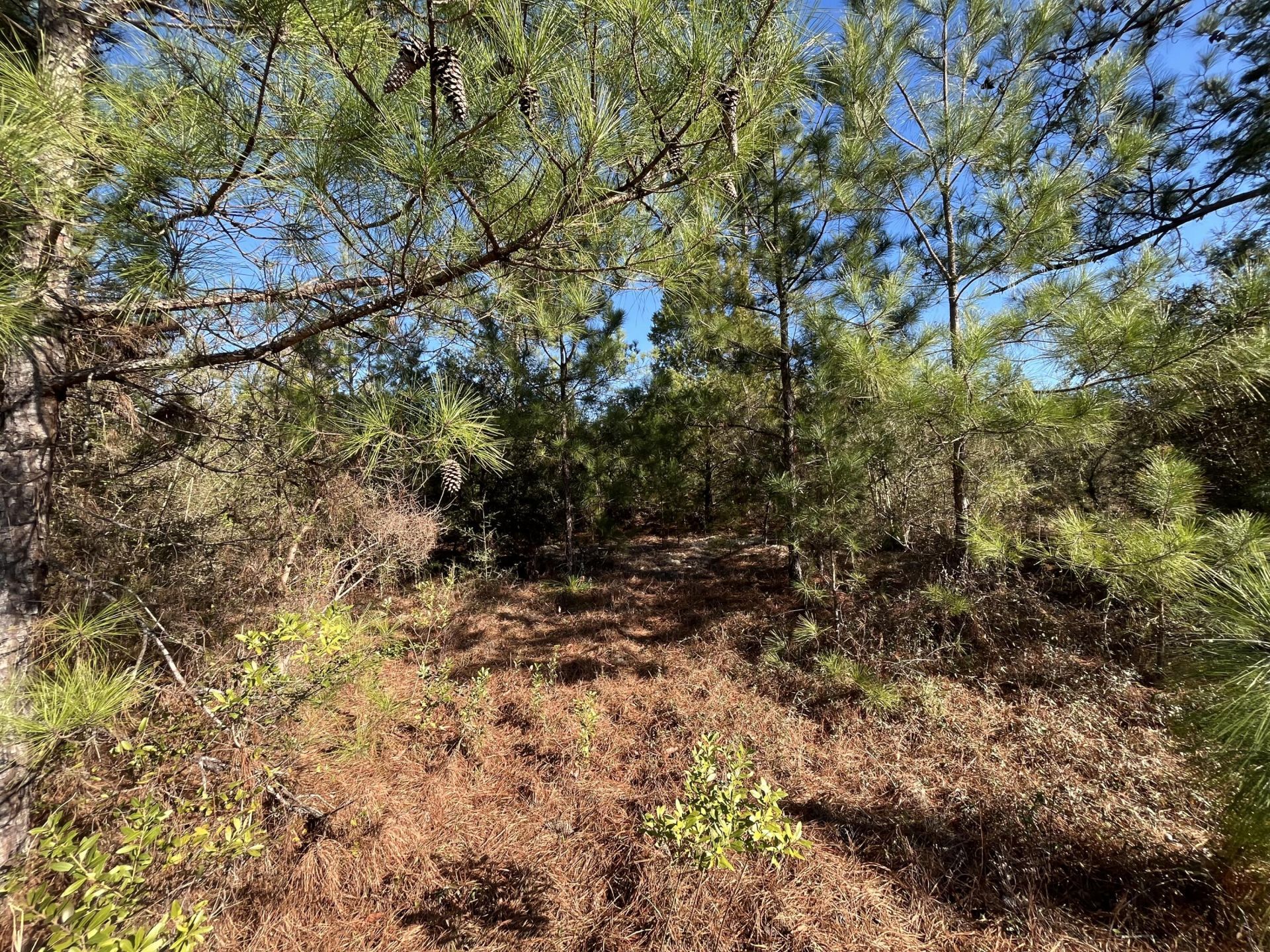 Tbd Fairview Road, Marianna, FL 32448 Photo