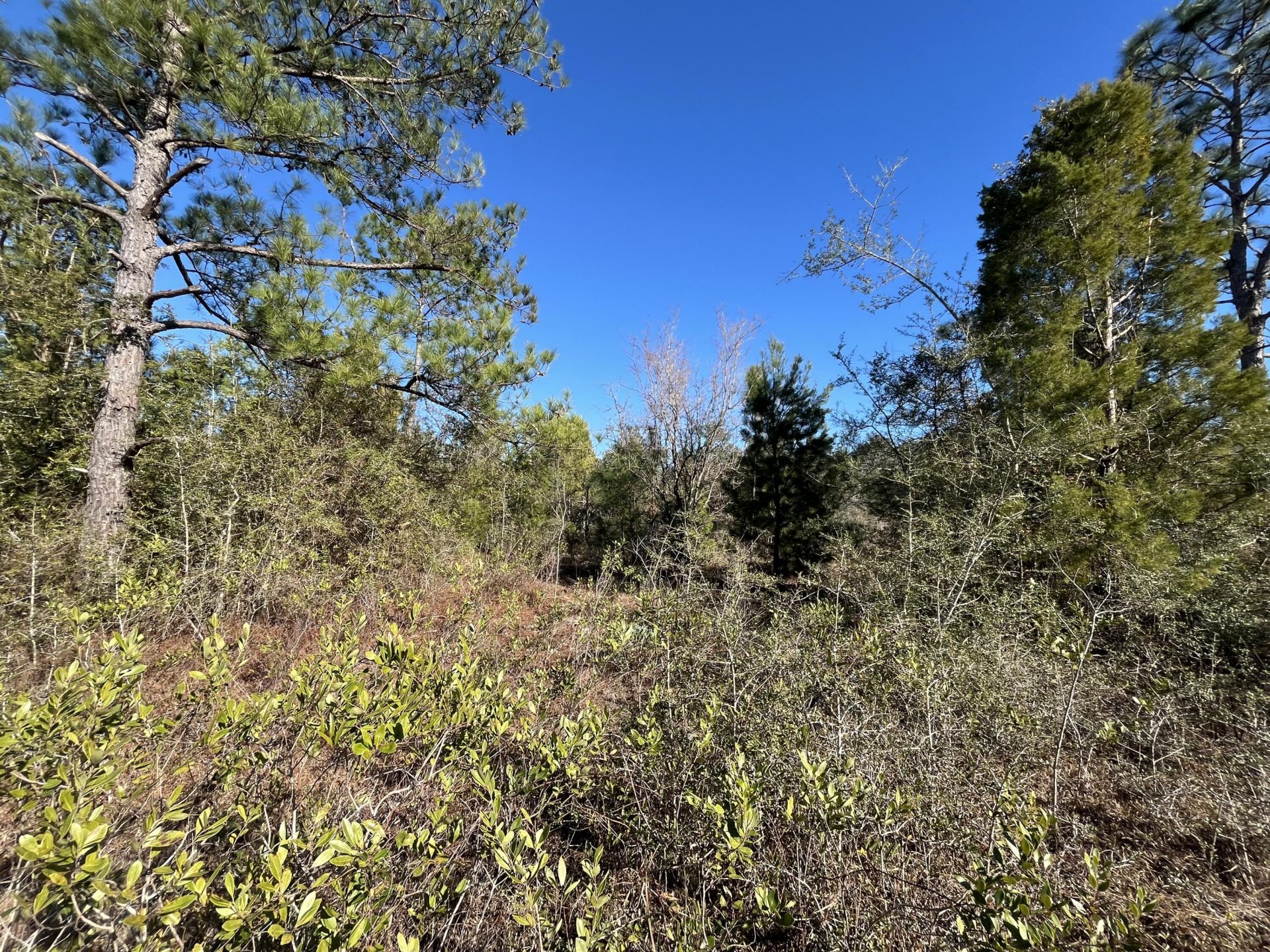 Tbd Fairview Road, Marianna, FL 32448 Photo