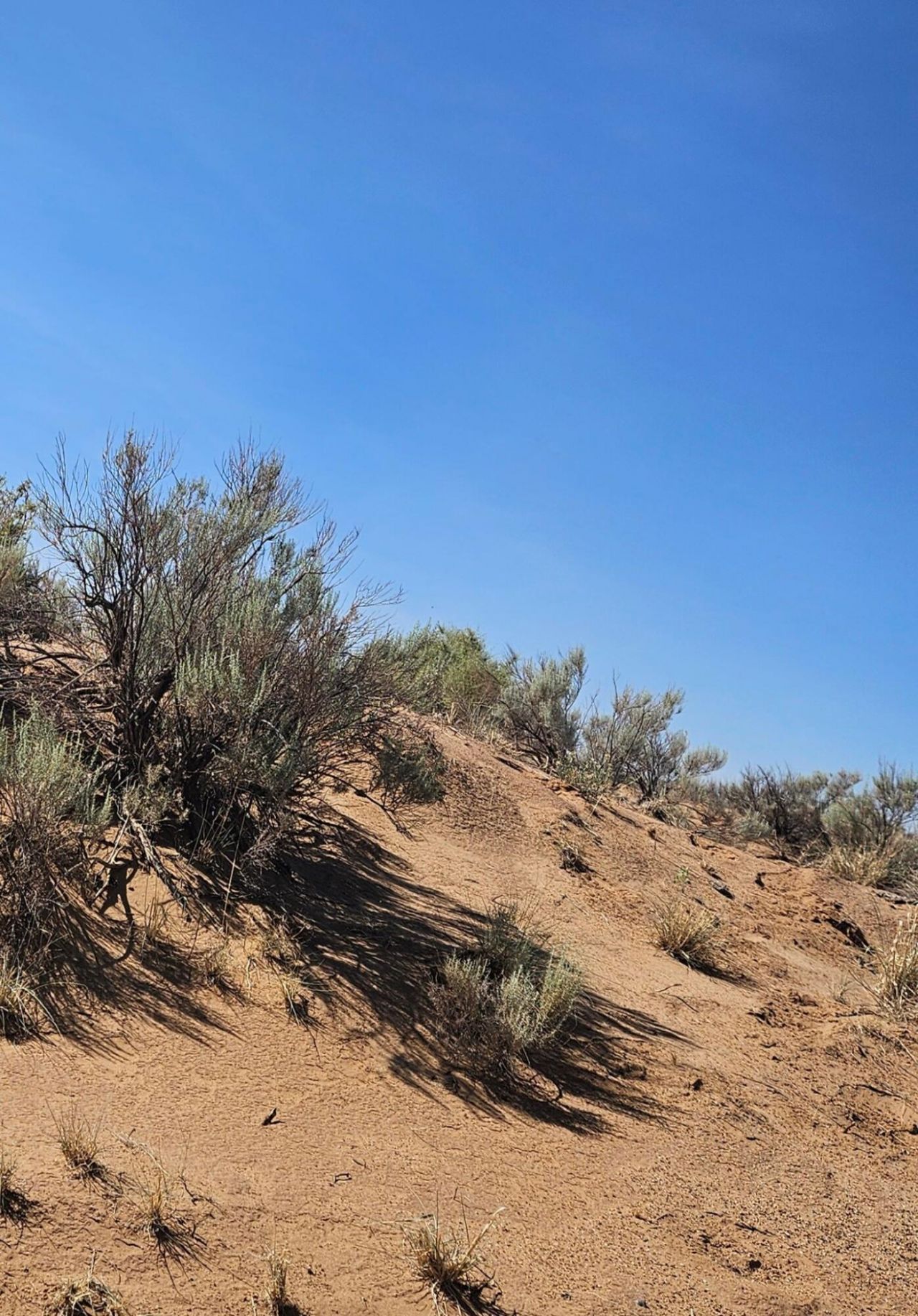 Tbd Dalies, Los Lunas, NM 87031 Main Photo