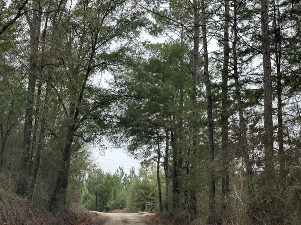 Tract#6418 S Bryant Bay Road, Caryville, FL 32427