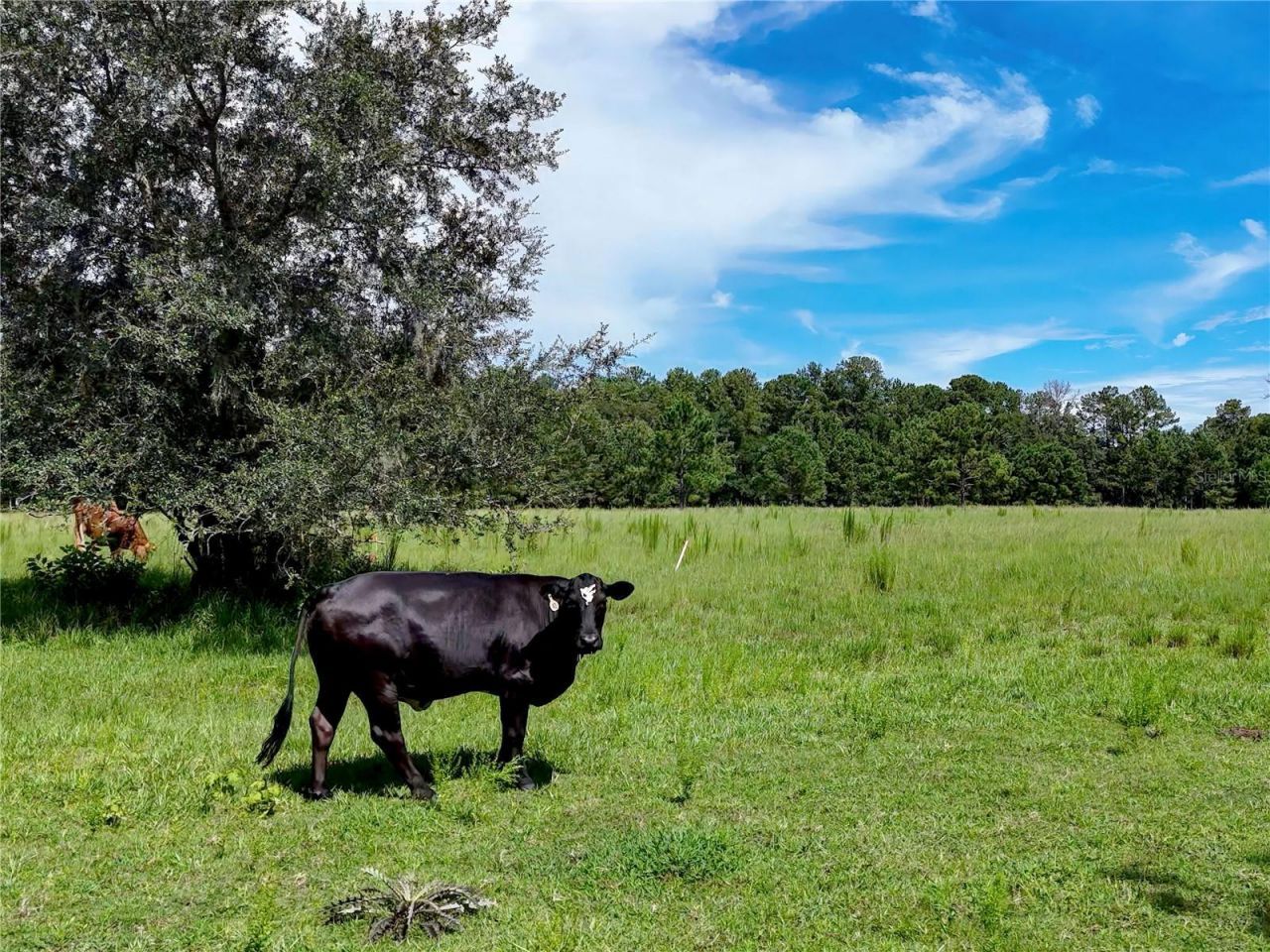 20089 Ayers Road, Brooksville, FL 34604 Photo