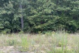 5445 Dubose Siding Road photo 4