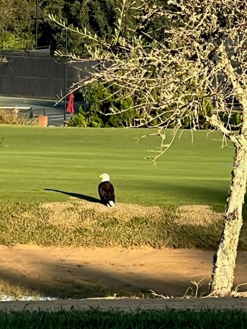 15621 Pendio Drive, Montverde, FL 34756 Photo