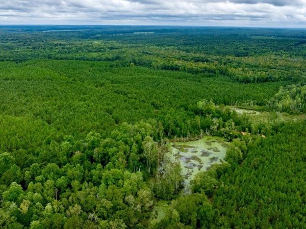 0 Pine Creek Road, Ellaville, GA 31806