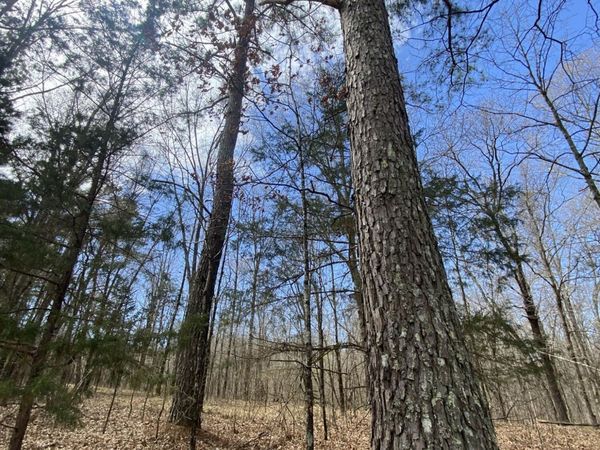 12 Acres Wall Hill Farms Road, Byhalia, MS 38611