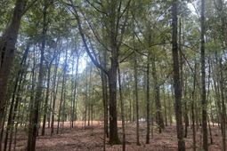 2 Francis Marion Boulevard photo 4