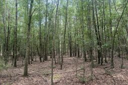 2 Francis Marion Boulevard photo 4