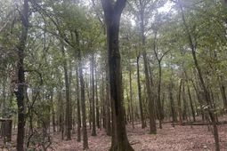 2 Francis Marion Boulevard photo 4