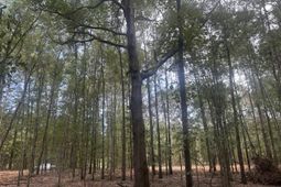 2 Francis Marion Boulevard photo 4