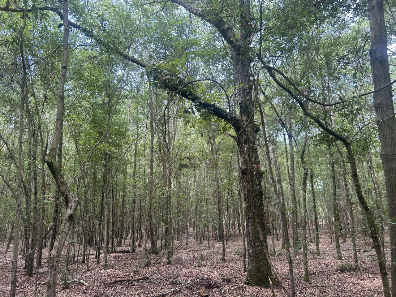 2 Francis Marion Boulevard Photo 8