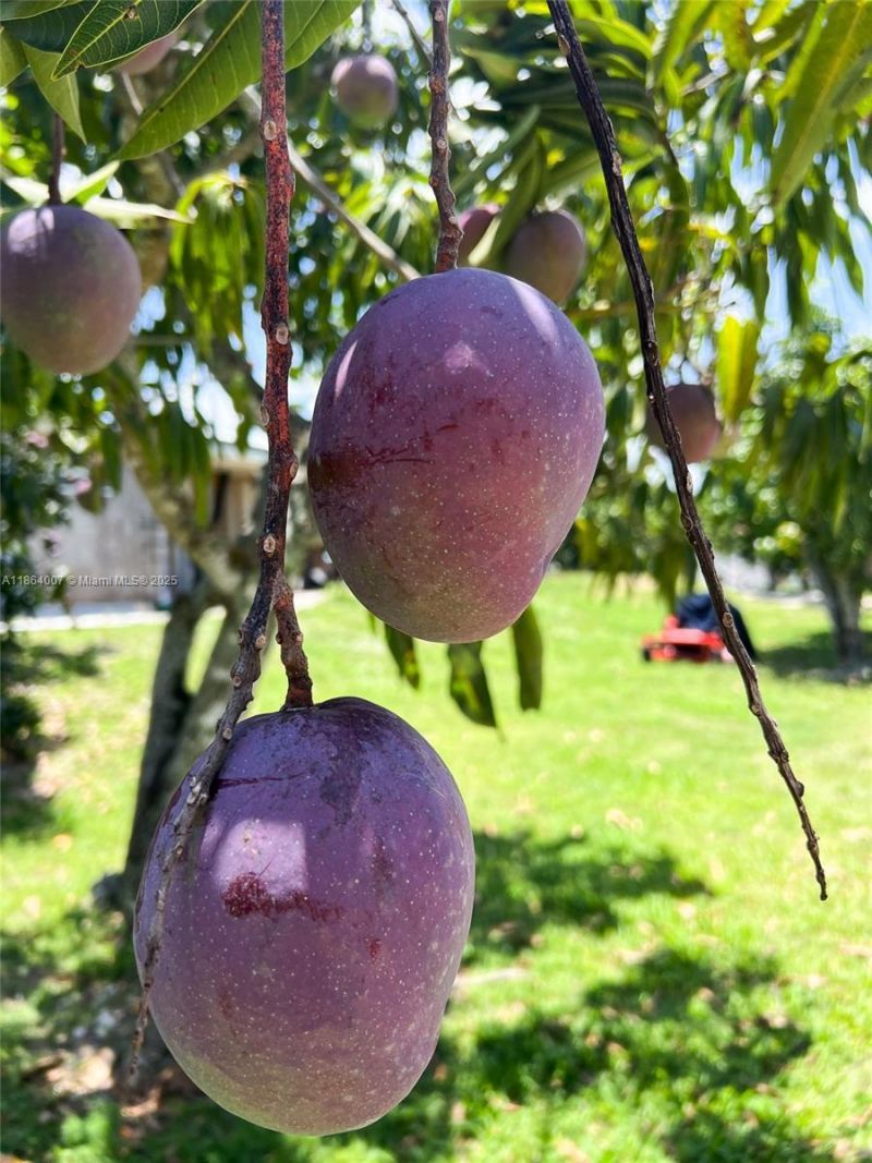 36520 SW 214th Ave, Homestead, FL 33034 Photo