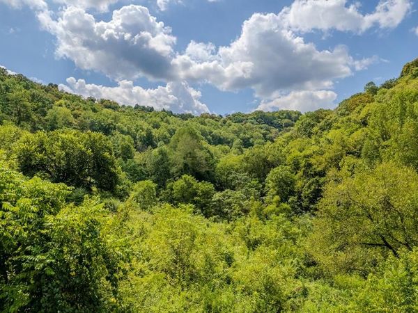 53.19AC Watts Hollow Rd, Buffalo Valley, TN 38548
