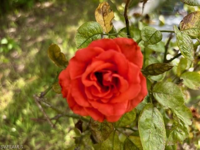 2201 Howard Rd, Labelle, FL 33935 Photo