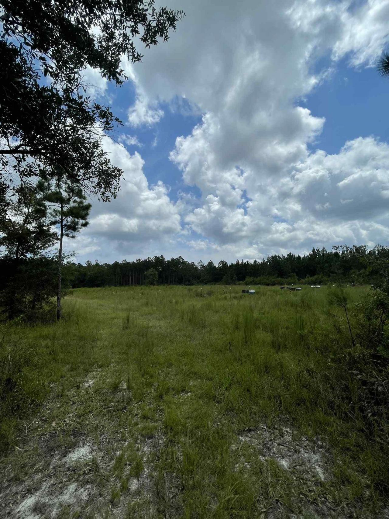 Xx Otter Creek Road, Sopchoppy, FL 32358 Photo