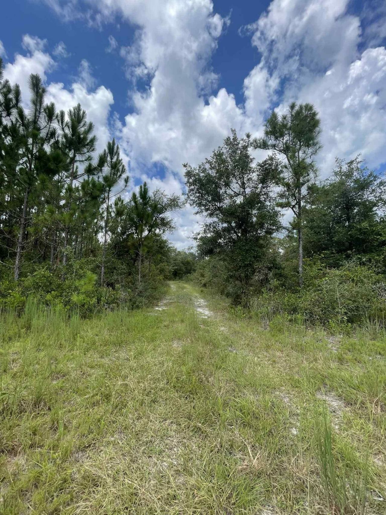 Xx Otter Creek Road, Sopchoppy, FL 32358 Photo