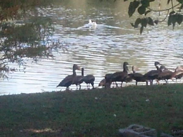 1024 - 1038 W DIXIE AVENUE, LEESBURG, FL 34748