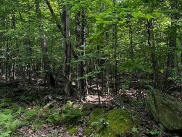 Rt-30, Downsville, NY 13755