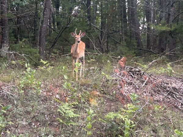 V/L W Pinecrest Circle, Hillman, MI 49746