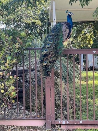 17625 SW 91st Ave., Palmetto Bay, FL 33157 Photo