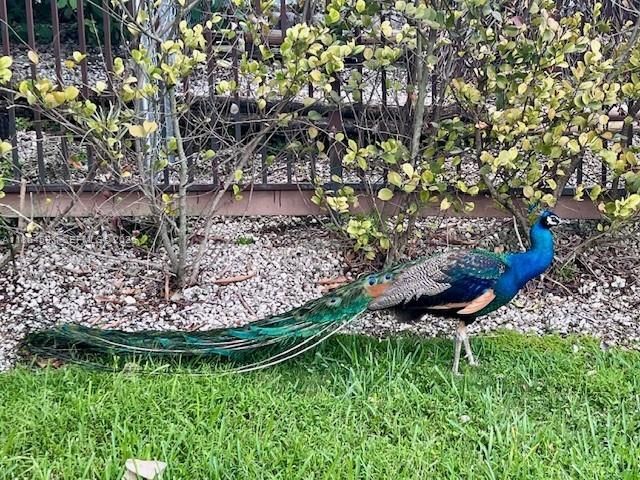 17625 SW 91st Ave., Palmetto Bay, FL 33157 Photo