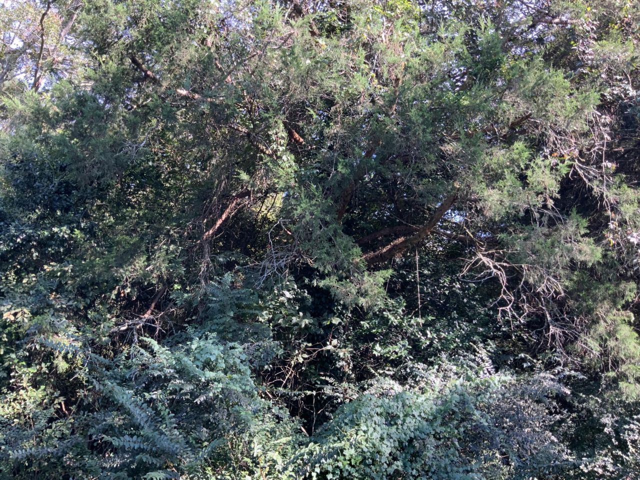 123 Dawsey Street Photo 11