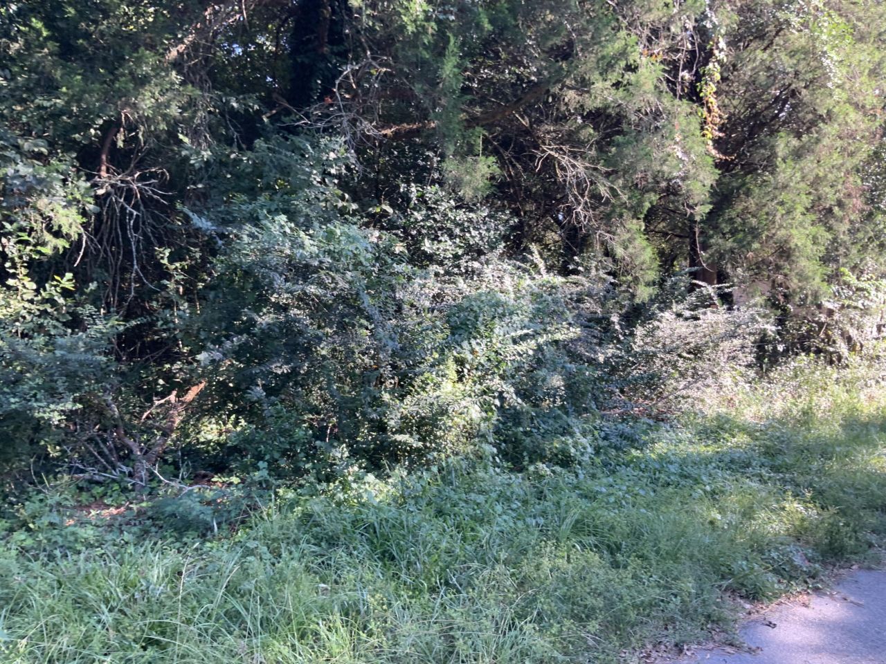 123 Dawsey Street Photo 12