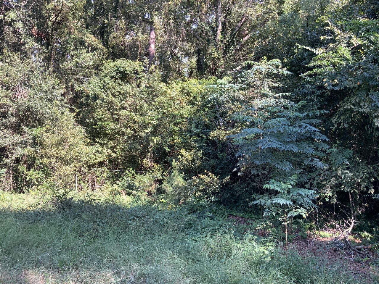 123 Dawsey Street Photo 15