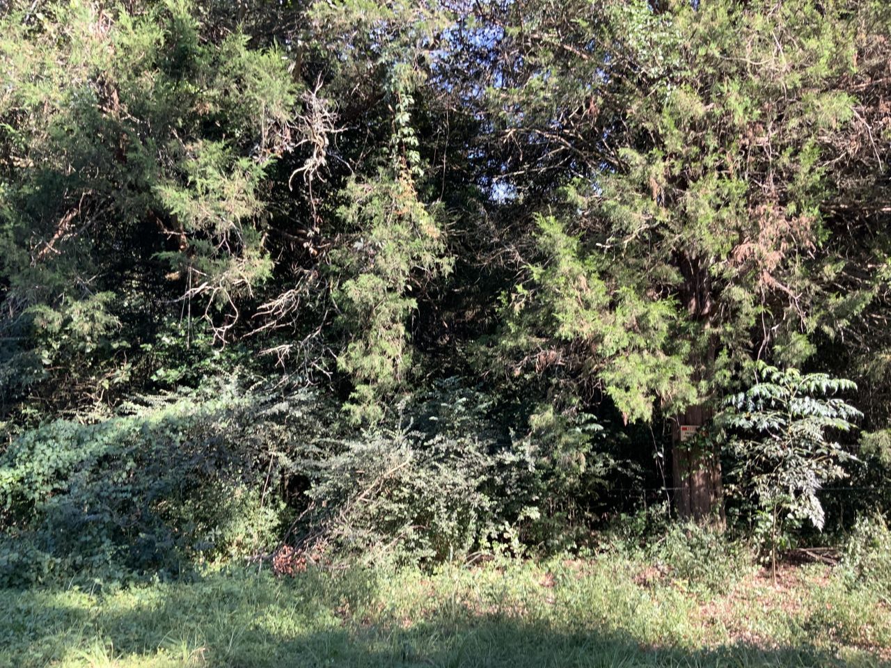 123 Dawsey Street Photo 16