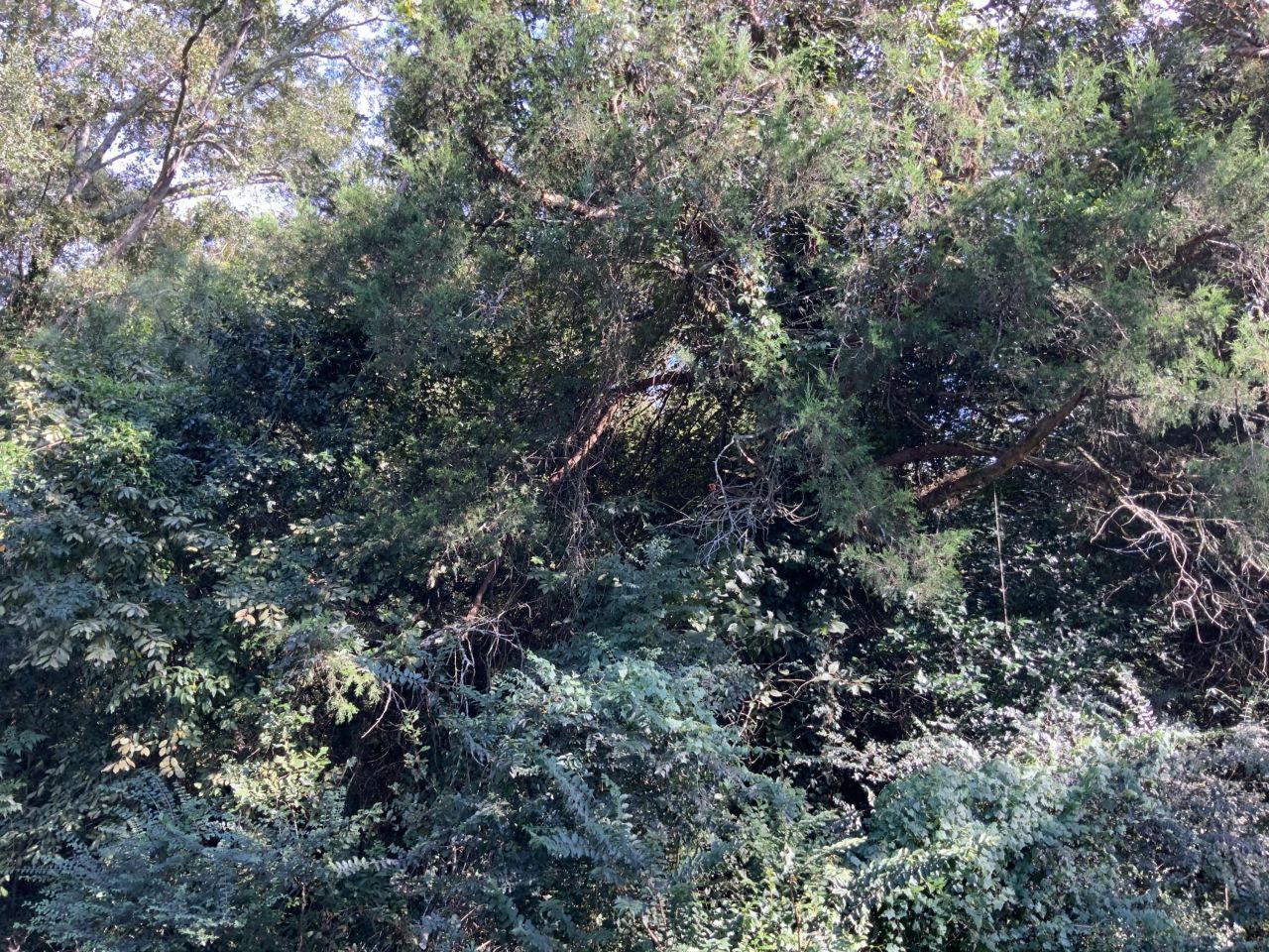 123 Dawsey Street Photo 19