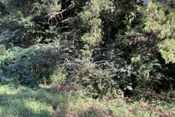 123 Dawsey Street photo 4