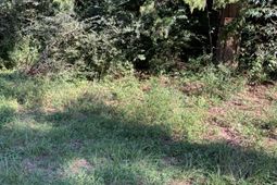 123 Dawsey Street photo 4