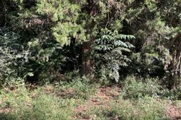 123 Dawsey Street photo 4