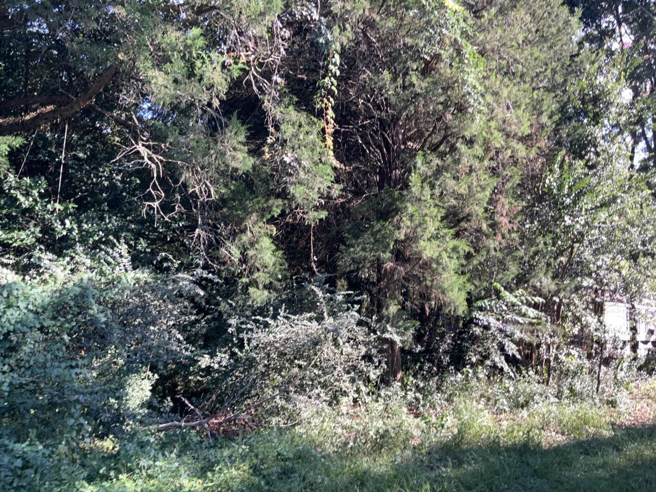 123 Dawsey Street Photo 6