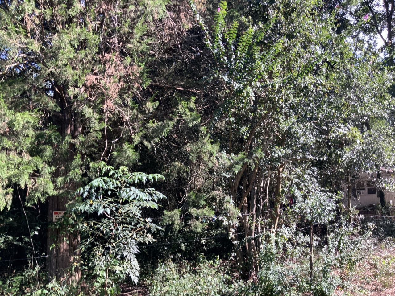 123 Dawsey Street Photo 8