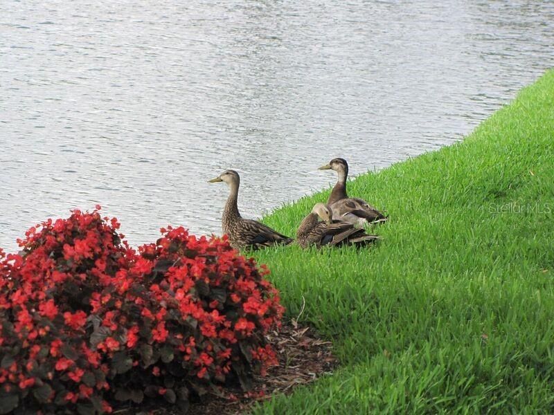 5700 Escondida Boulevard S, Unit 303, Saint Petersburg, FL 33715 Photo