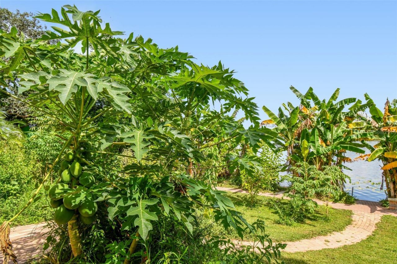 3203 E Yukon Street, Tampa, FL 33604 Photo