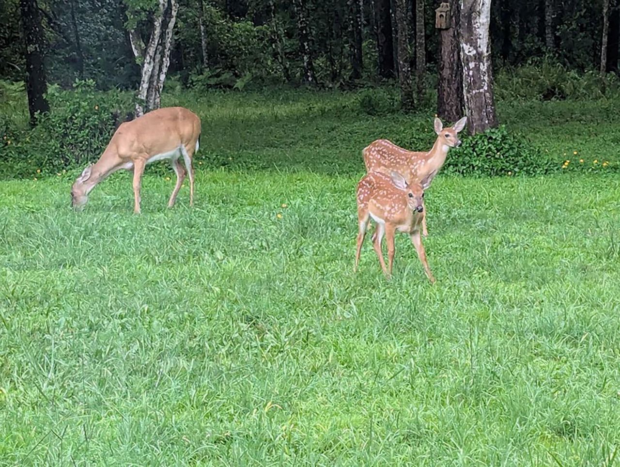 802 Hamilton Drive, Orlando, FL 32833 Photo