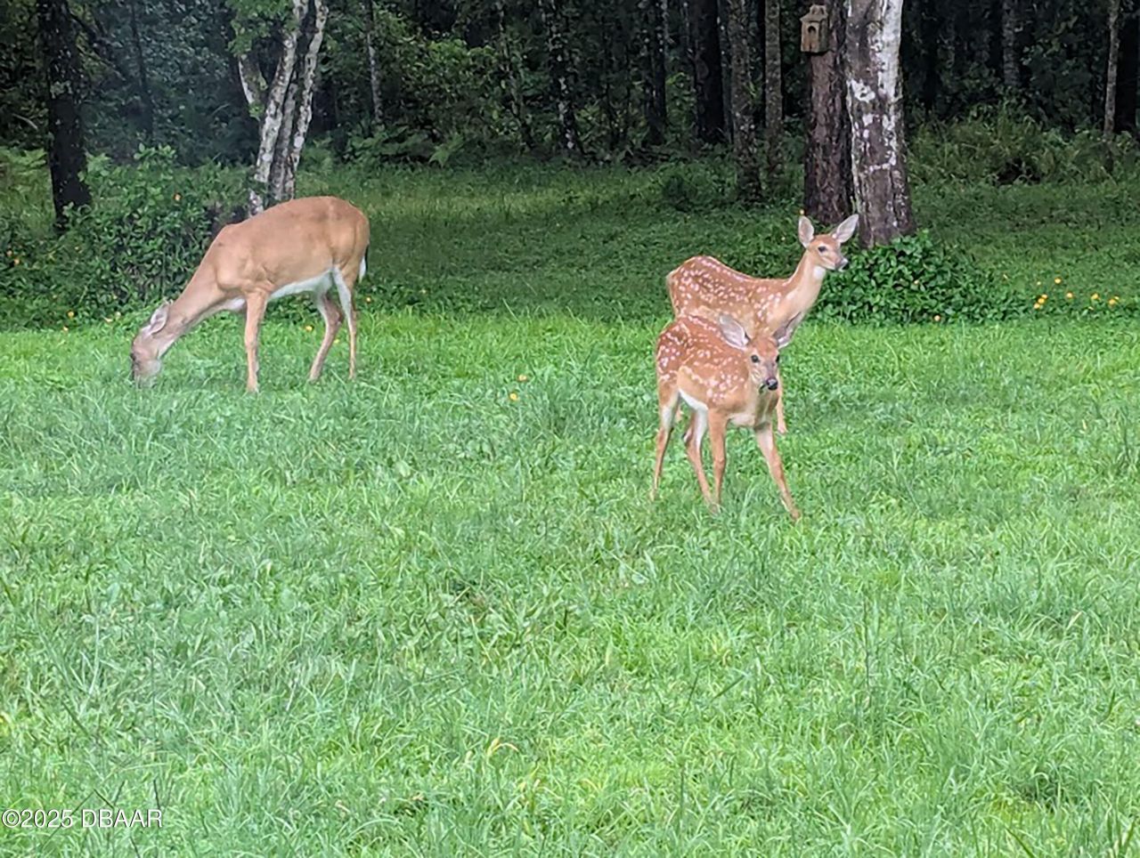 802 Hamilton Drive, Orlando, FL 32833 Photo