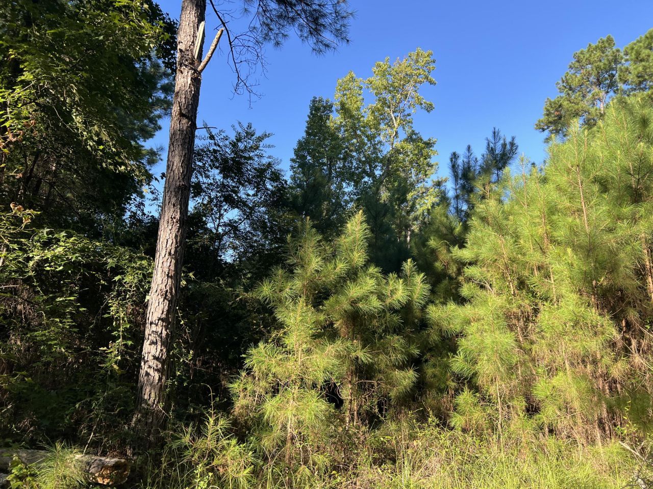 1060 Quail Path Photo 3