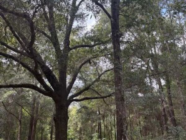 4600 PINE GROVE CHURCH Road, Quincy, FL 32351