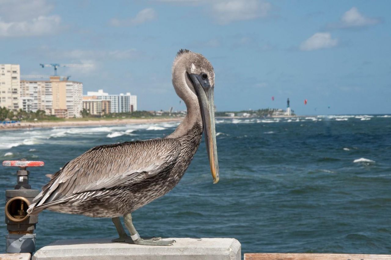 101 Briny Avenue, Unit 2506, Pompano Beach, FL 33062 Photo