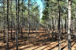 0000 Salley Road photo 4