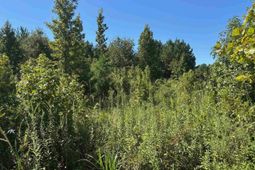 1008 Langford Road photo 4