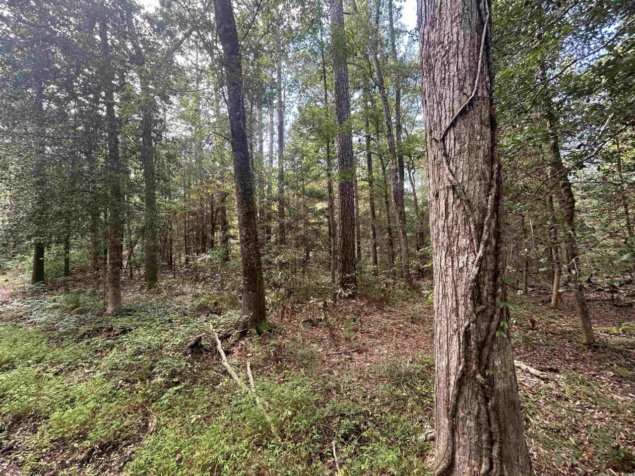 845 Old Buck Creek Rd. Photo 10