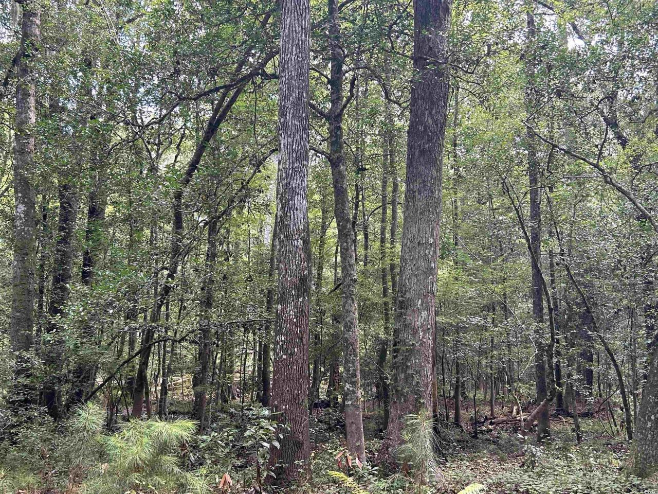 845 Old Buck Creek Rd. Photo 12