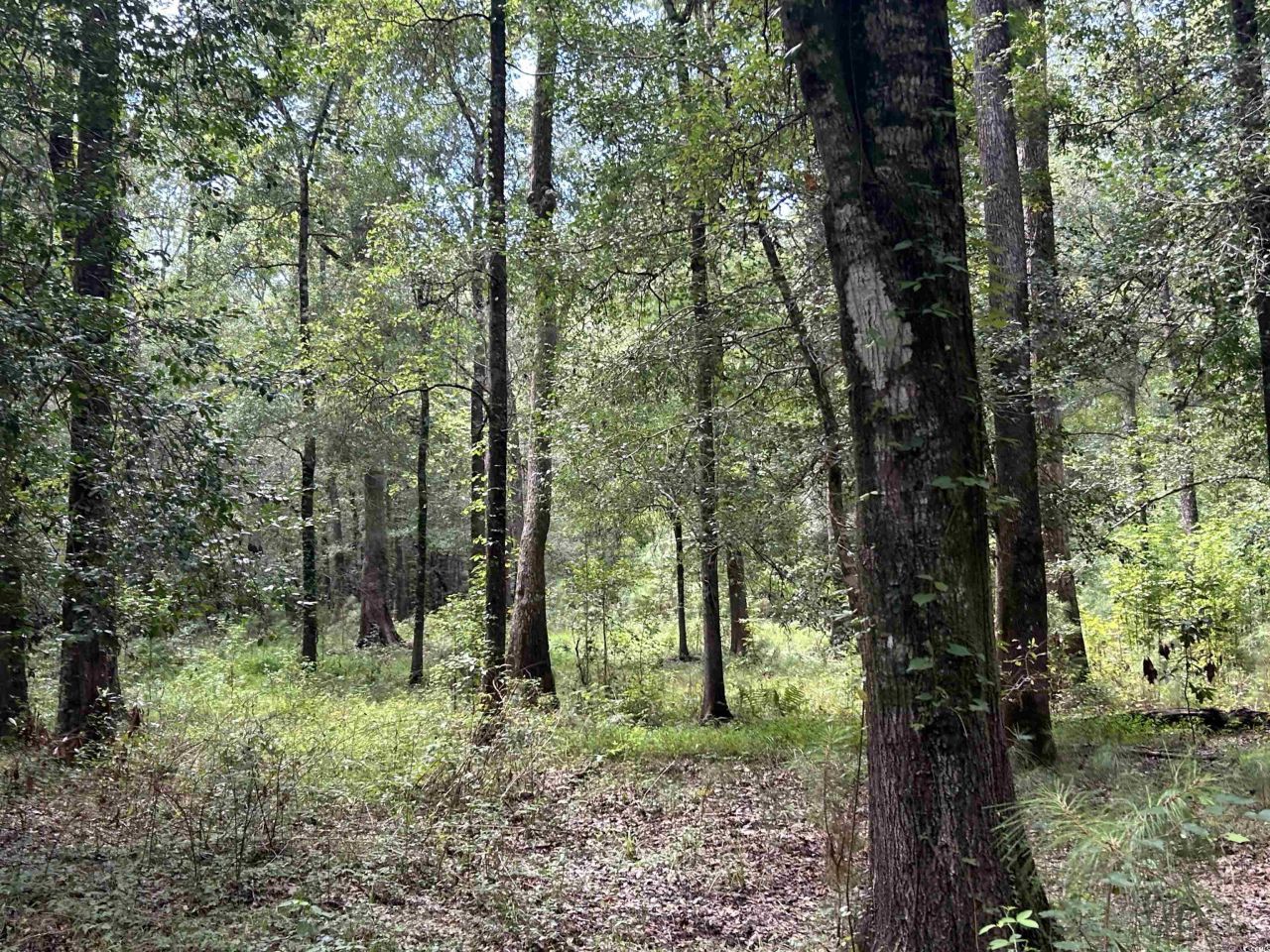 845 Old Buck Creek Rd. Photo 14