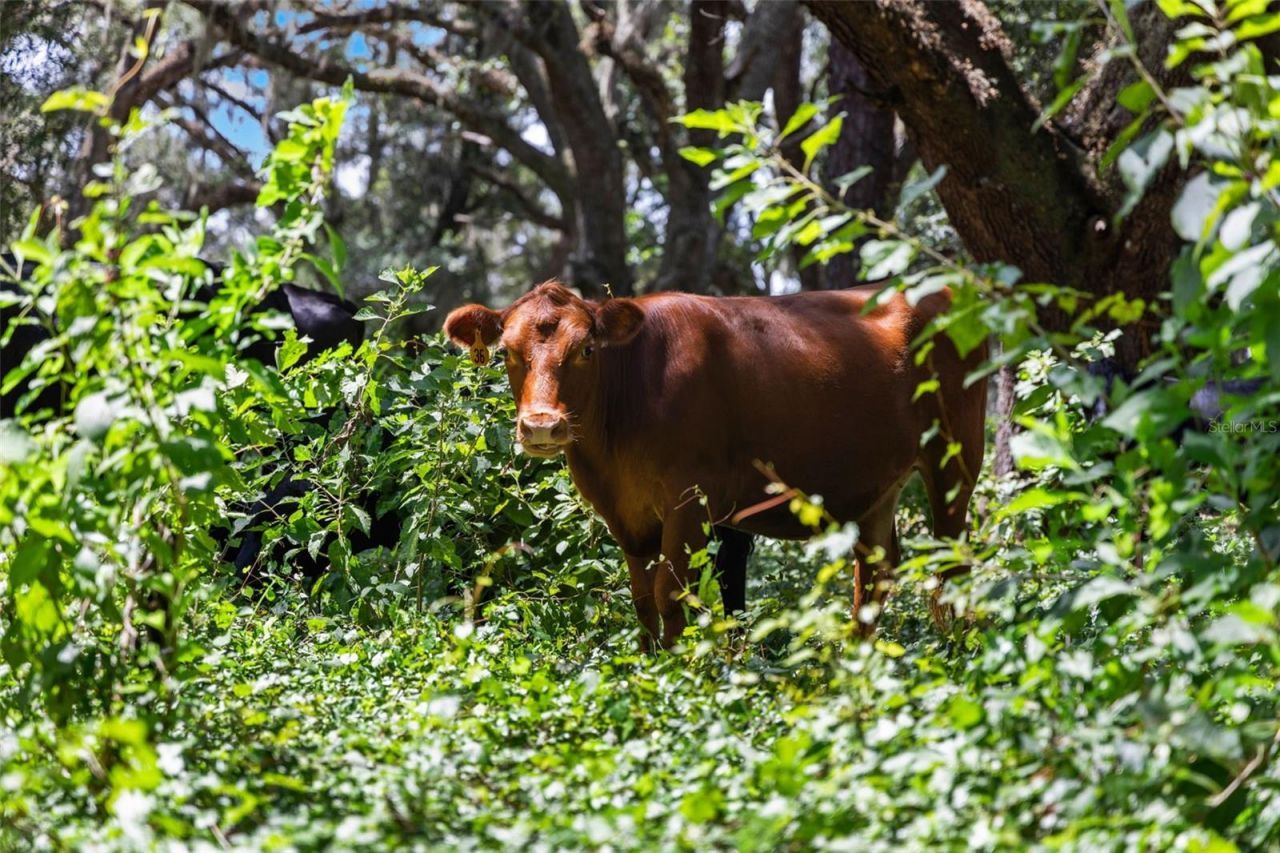 14765 Us Highway 41, Spring Hill, FL 34610 Photo