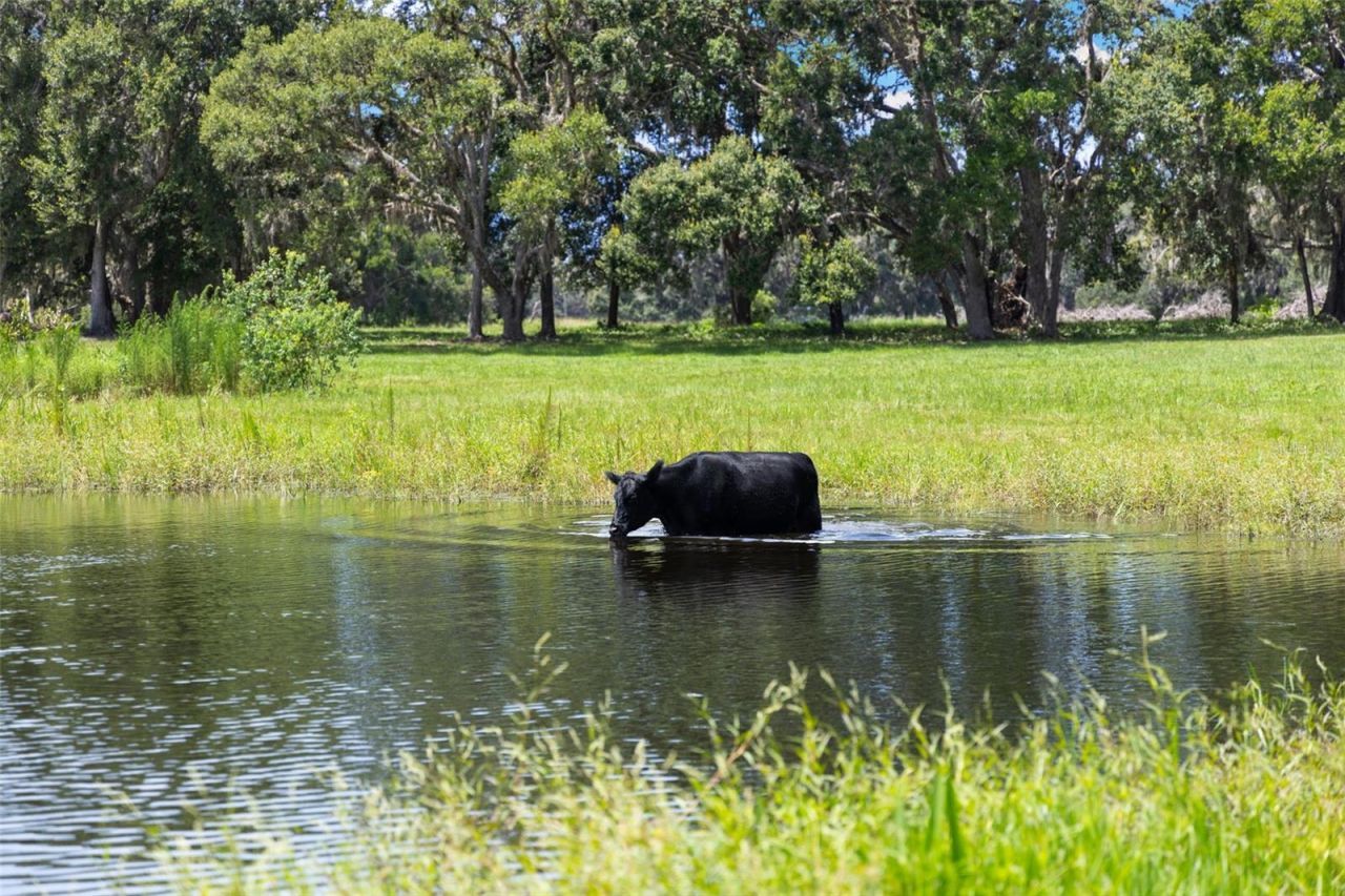 14765 Us Highway 41, Spring Hill, FL 34610 Photo