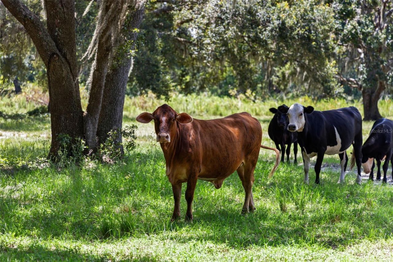 14765 Us Highway 41, Spring Hill, FL 34610 Photo