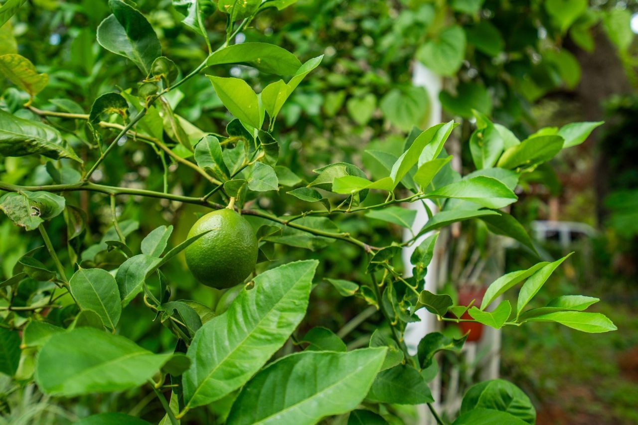 120 W Hudson Avenue Photo 38